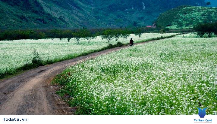 Hoa Cái Trắng Mộc Châu